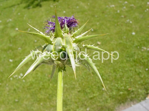 milkthistle, blessed